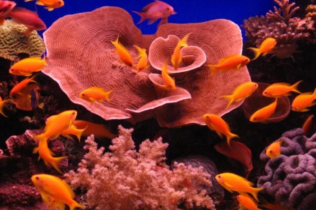 The Benefits Of Spirulina For Fish Growth, Health and Reproduction